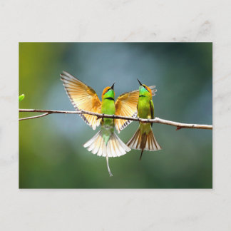 Beautiful Motmot Bird on Branch Postcard
