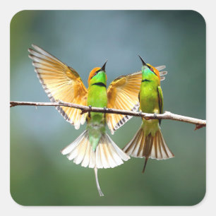 Beautiful Motmot Bird on Branch Square Sticker