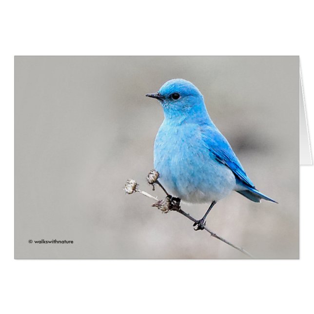 Beautiful Mountain Bluebird (Front Horizontal)