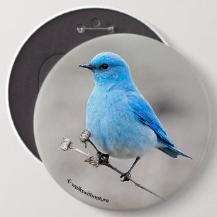 Beautiful Mountain Bluebird 6 Cm Round Badge