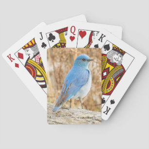 Beautiful Mountain Bluebird at the Beach Playing Cards