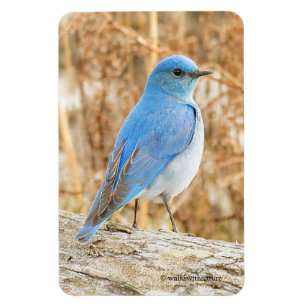 Beautiful Mountain Bluebird Magnet