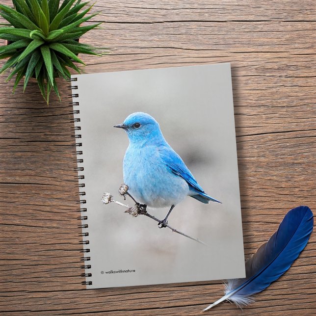 Beautiful Mountain Bluebird Notebook (Beautiful Mountain Bluebird on the Tansy Journal Cover Photo)