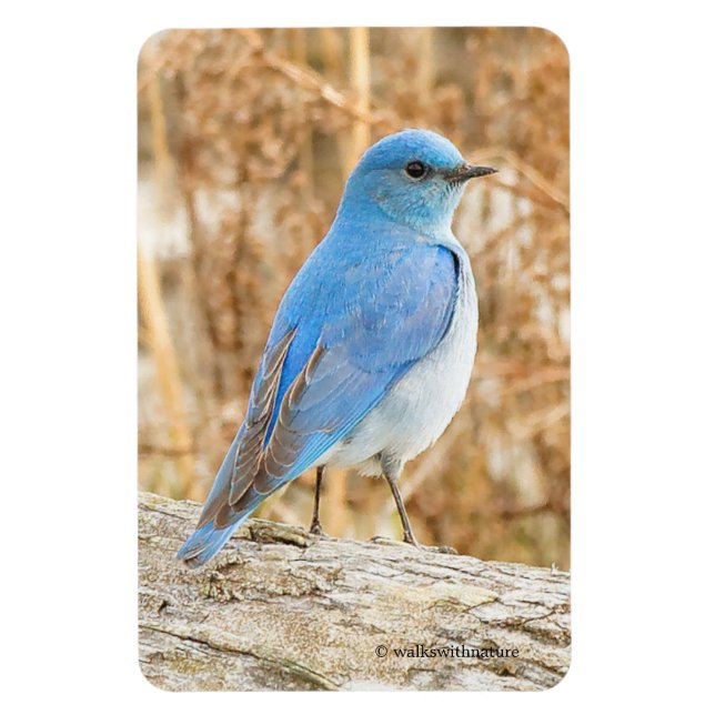 Beautiful Mountain Bluebird on a Beach Log Magnet (Vertical)