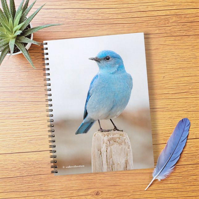 Beautiful Mountain Bluebird on Beach Stump Notebook (Beautiful Mountain Bluebird on Beach Stump Journal Cover Photo)