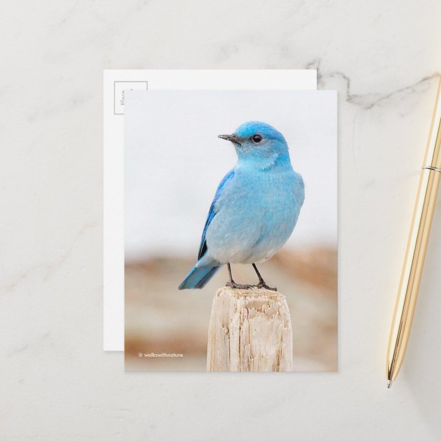 Beautiful Mountain Bluebird on Beach Stump Postcard (Front/Back In Situ)