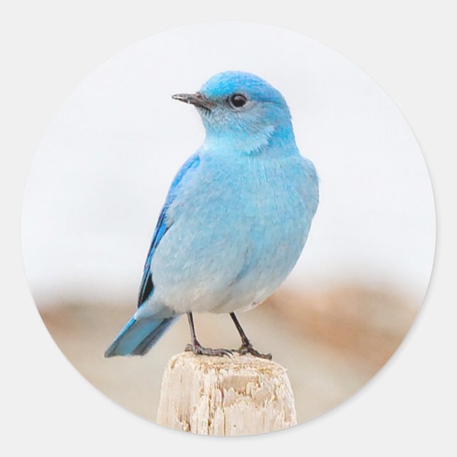 Beautiful Mountain Bluebird on the Beach Classic Round Sticker (Front)