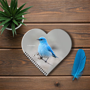 Beautiful Mountain Bluebird on the Tansy Notebook