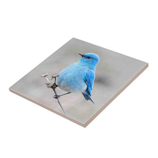 Beautiful Mountain Bluebird on the Tansy Tile (Side)