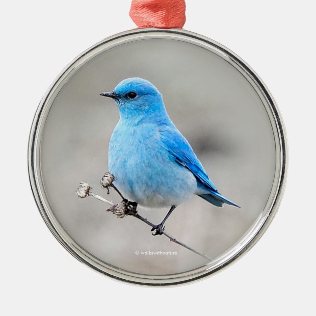 Beautiful Mountain Bluebird Songbird at the Beach Metal Tree Decoration (Front)