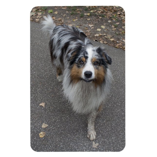 Beautiful Multi-coloured Aussie Magnet (Vertical)