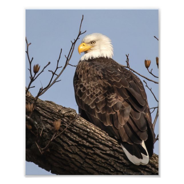 Beautiful Mum (Eagle) Photo Print (Front)