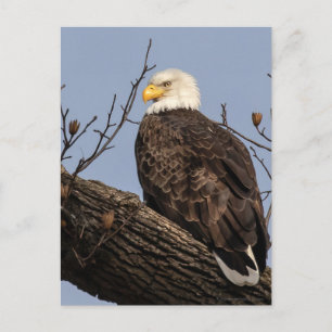 Beautiful Mum (Eagle)  Postcard
