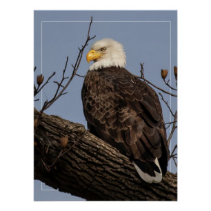 Beautiful Mum (Eagle) Poster