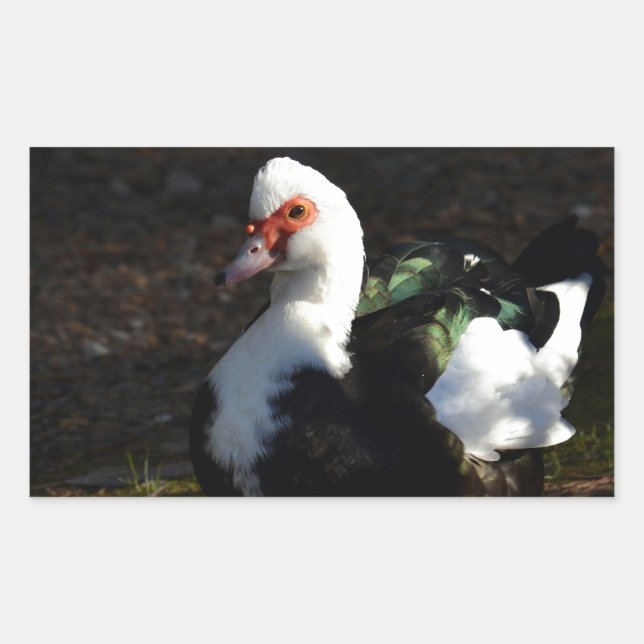 Beautiful Muscovy Drakelet Rectangular Sticker (Front)