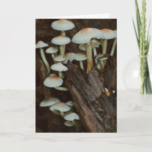 Beautiful mushroom photography blank card (Front)
