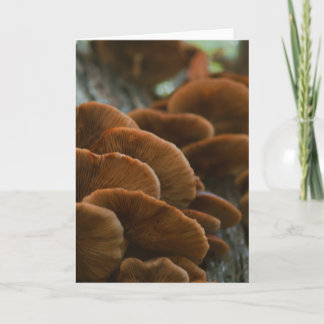 Beautiful mushroom photography blank card