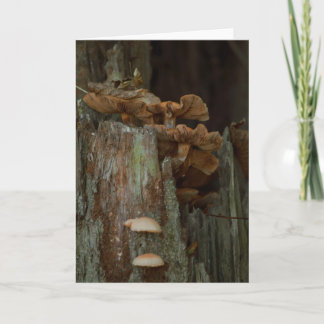 Beautiful mushroom photography blank card