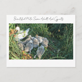 Beautiful Mute Swan Adult And Cygnets Holiday Postcard