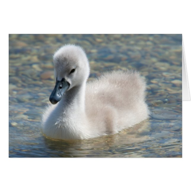 Beautiful Mute Swan Duckling (Front Horizontal)