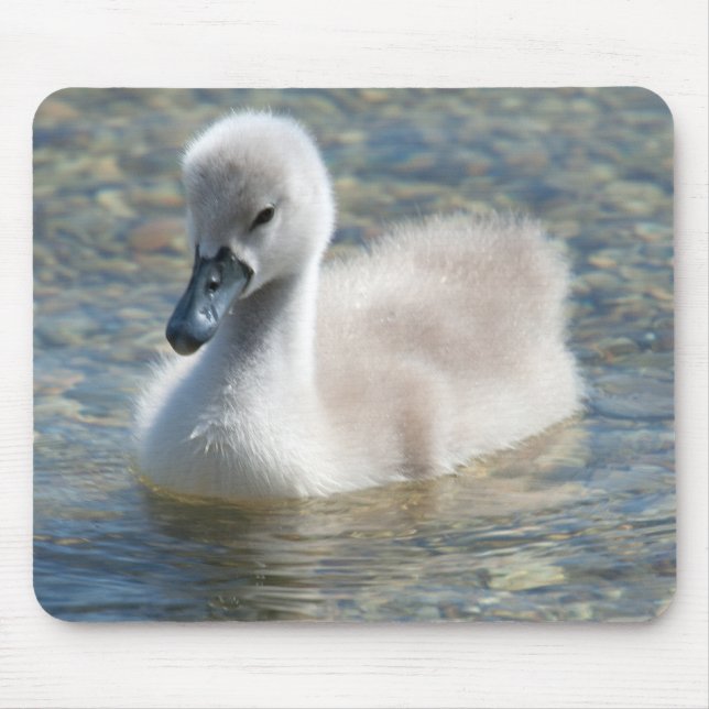 Beautiful Mute Swan Duckling Mouse Mat (Front)