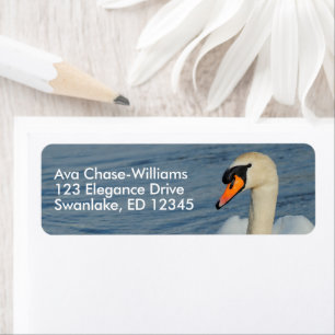 Beautiful Mute Swan in Harbour Waters