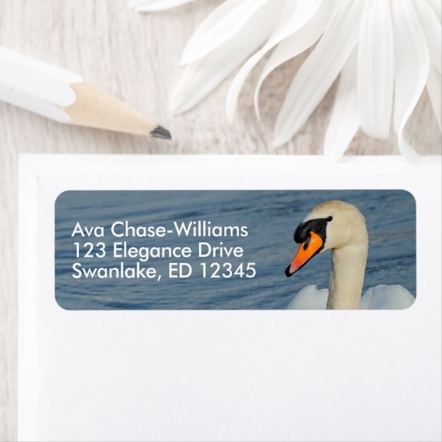 Beautiful Mute Swan in Harbour Waters (Insitu)