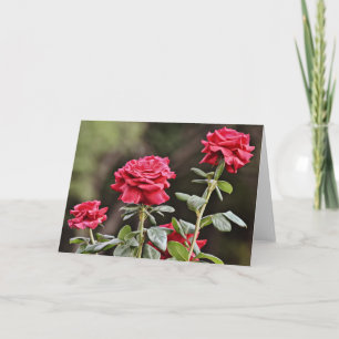 Beautiful Natural Roses Flower Note Card