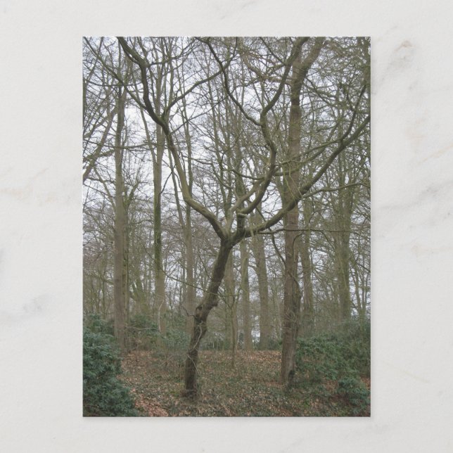 Beautiful Nature I, Send Ugly Postcard Collection (Front)