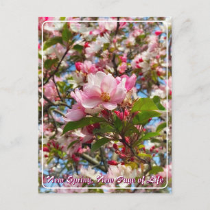 Beautiful new spring apple tree flowers postcard