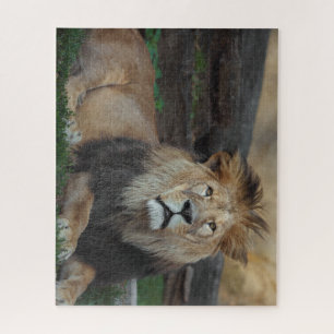 Beautiful North African Lion Resting Jigsaw Puzzle