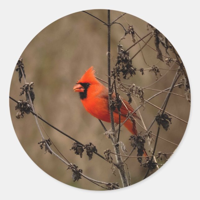 Beautiful Northern Cardinal  Classic Round Sticker (Front)