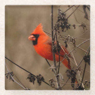 Beautiful Northern Cardinal  Glass Coaster