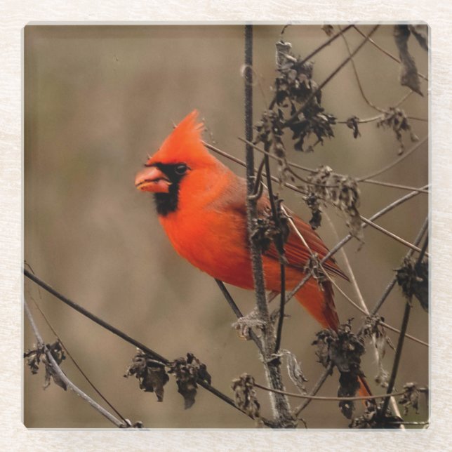 Beautiful Northern Cardinal  Glass Coaster (Front)