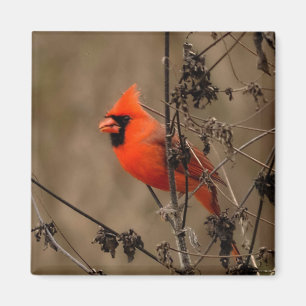 Beautiful Northern Cardinal  Magnet