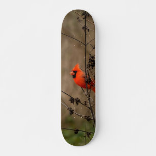 Beautiful Northern Cardinal Skateboard