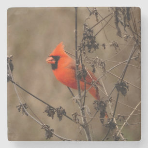 Beautiful Northern Cardinal  Stone Coaster