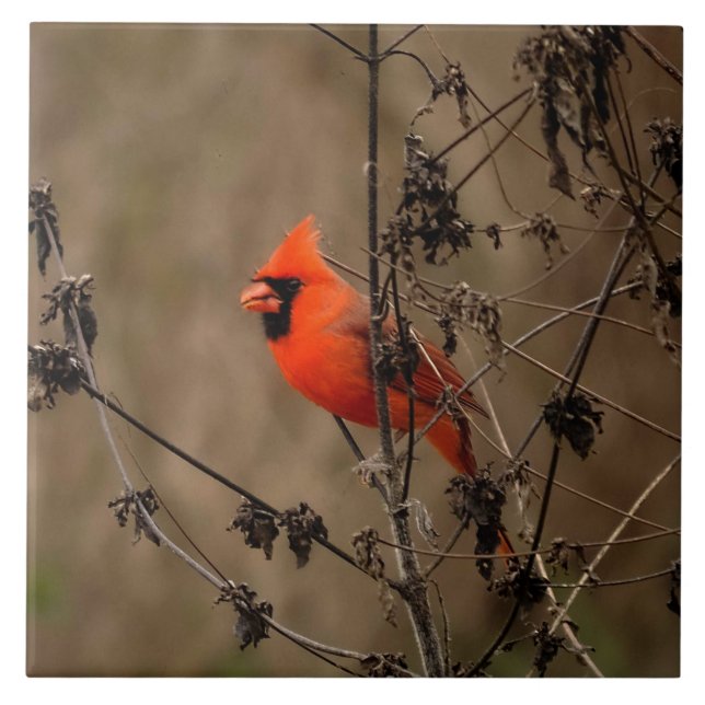 Beautiful Northern Cardinal  Tile (Front)