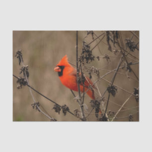 Beautiful Northern Cardinal  Tissue Paper