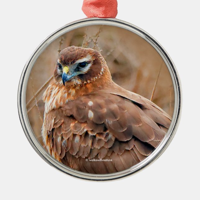 Beautiful Northern Harrier Hawk in Marsh Metal Tree Decoration (Front)