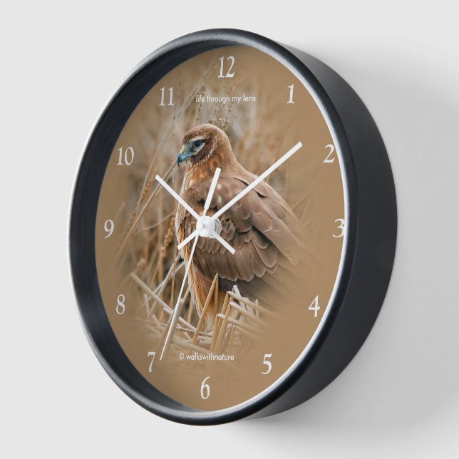 Beautiful Northern Harrier Hawk in the Marsh Clock (Angle)