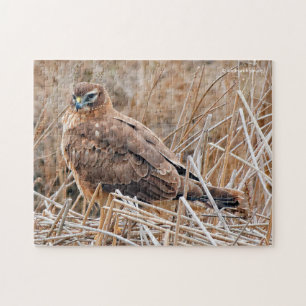 Beautiful Northern Harrier Hawk in the Marsh Jigsaw Puzzle