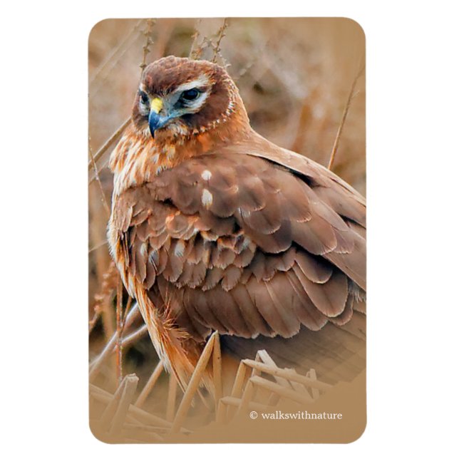 Beautiful Northern Harrier Hawk in the Marsh Magnet (Vertical)