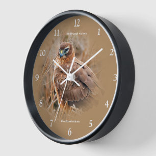 Beautiful Northern Harrier Hawk in the Marsh Wall Clock