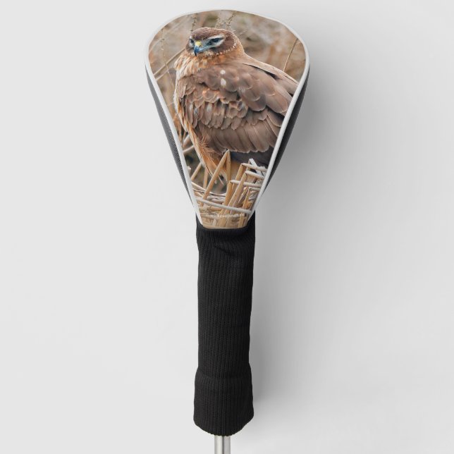 Beautiful Northern Harrier Hawk in the Marshes Golf Head Cover (Front)