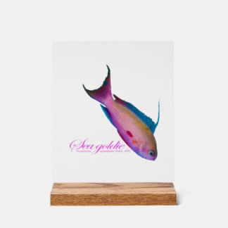 Beautiful nuptial coloring for the Sea goldy  Acrylic Sign