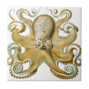 Beautiful octopus picture by Haeckel Tile