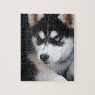 Beautiful One Blue Eye Siberian Husky 2 Jigsaw Puzzle