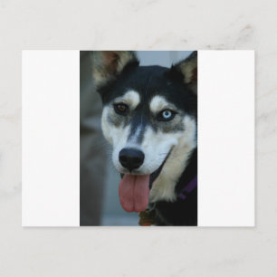 Beautiful One Blue Eye Siberian Husky Postcard