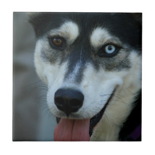 Beautiful One Blue Eye Siberian Husky Tile